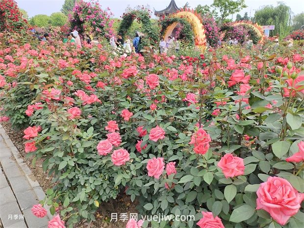 怎么給月季花澆水？很多新手做錯了，難怪養(yǎng)不好(圖1)