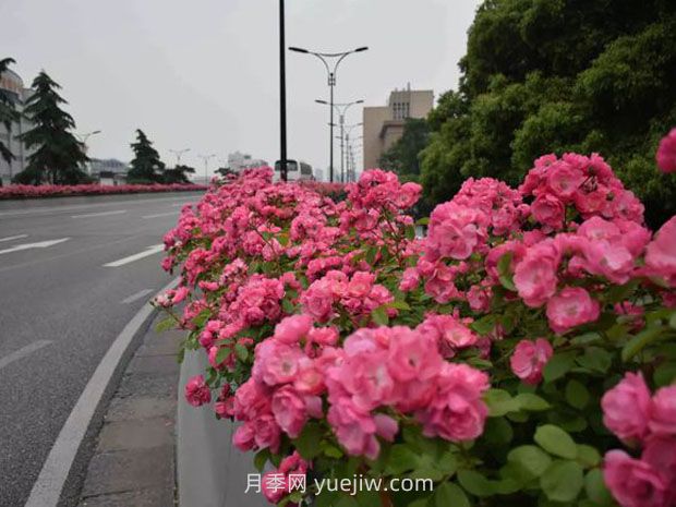 現(xiàn)在都流行栽月季嗎？(圖1)