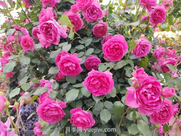 藤本月季只需做這5點(diǎn)，春季來場爆花(圖2)