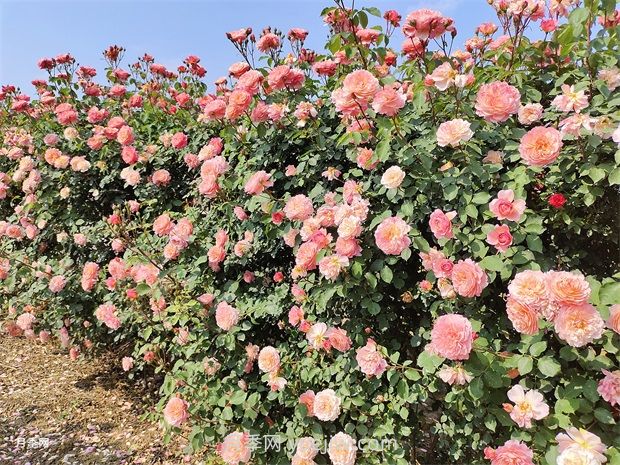 月季花園，美到讓人窒息！(圖2)