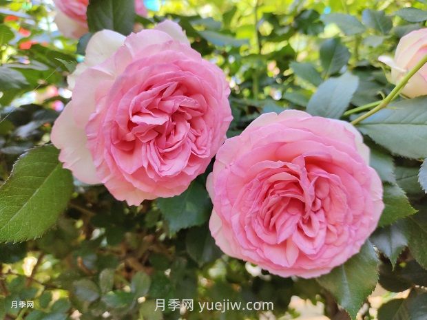 月季花園，美到讓人窒息！(圖1)