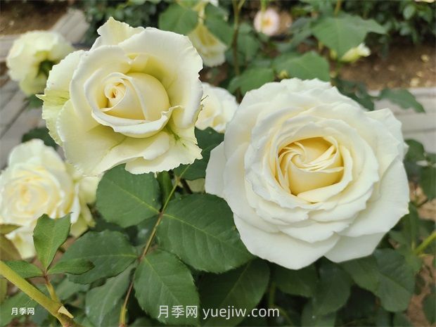 月季花怎么快速復(fù)花？6個(gè)技巧讓月季快速復(fù)花(圖1)