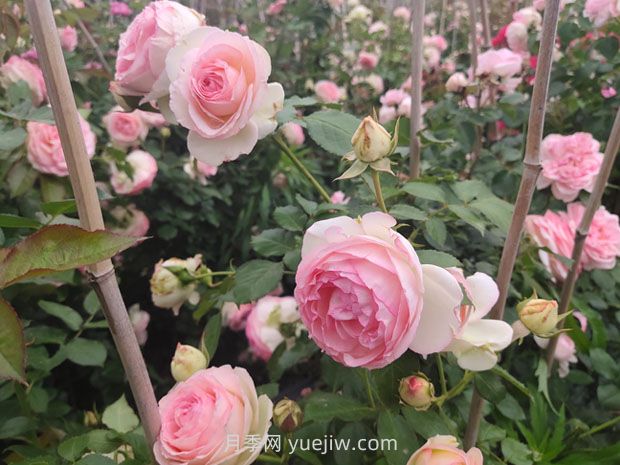月季長花苞后，花多多和磷酸二氫鉀怎樣用？(圖1)