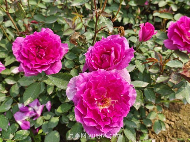 推薦8款月季，好養(yǎng)又好看，耐開抗性好，值得擁有(圖1)