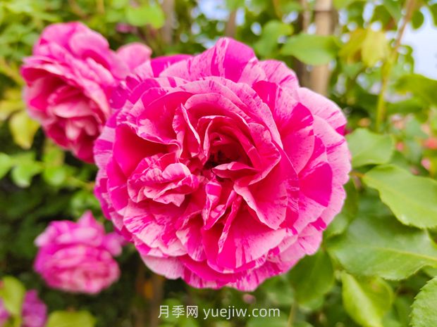 推薦8款月季，好養(yǎng)又好看，耐開抗性好，值得擁有(圖3)