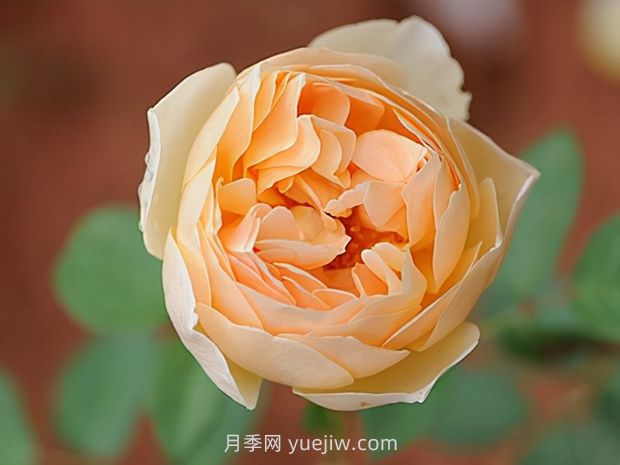 推薦8款月季，好養(yǎng)又好看，耐開抗性好，值得擁有(圖4)