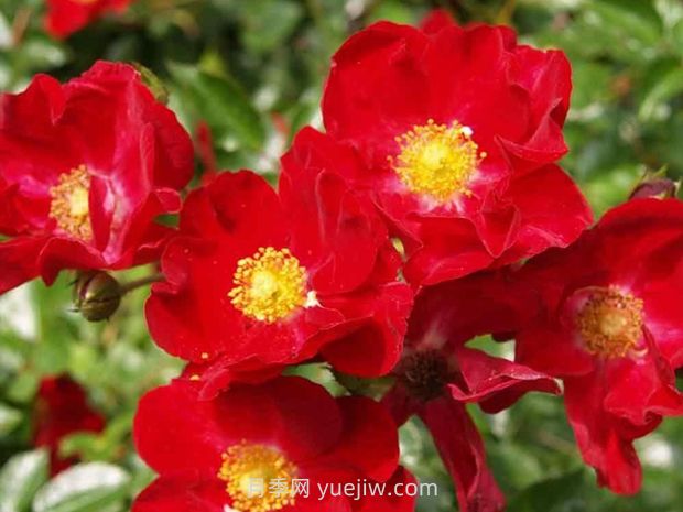 紅色天鵝絨地毯優(yōu)缺點(diǎn)，適合華南的耐濕熱月季(圖1)