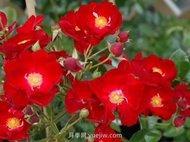 紅色天鵝絨地毯優(yōu)缺點(diǎn)，適合華南的耐濕熱月季(圖2)