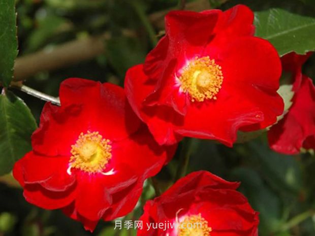 紅色天鵝絨地毯優(yōu)缺點(diǎn)，適合華南的耐濕熱月季(圖3)