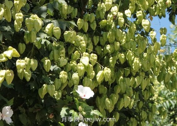 欒樹(shù)什么時(shí)候開(kāi)花？(圖1)