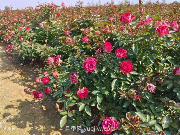 六月份園林養(yǎng)護要點(圖1)