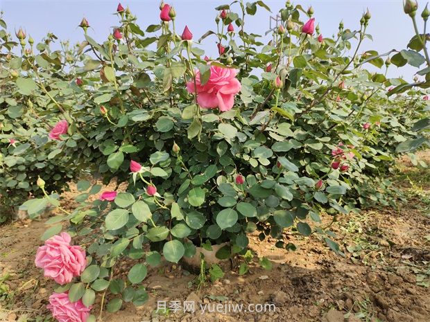 5月養(yǎng)月季如何做？虐一虐，花芽多開花早(圖1)