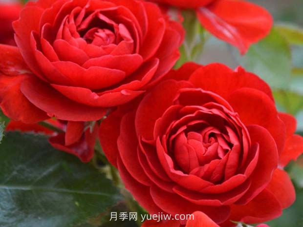 法國(guó)玫昂月季，品種匯集(圖8)