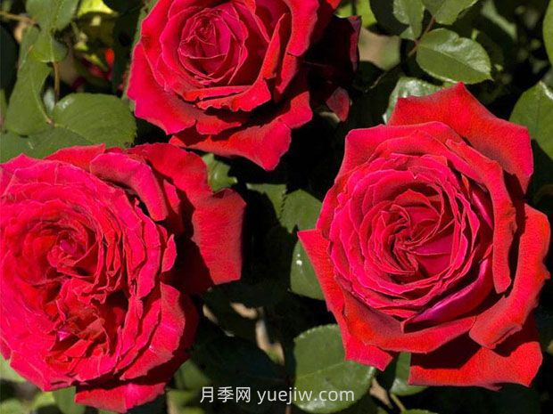 法國(guó)玫昂月季，品種匯集(圖7)