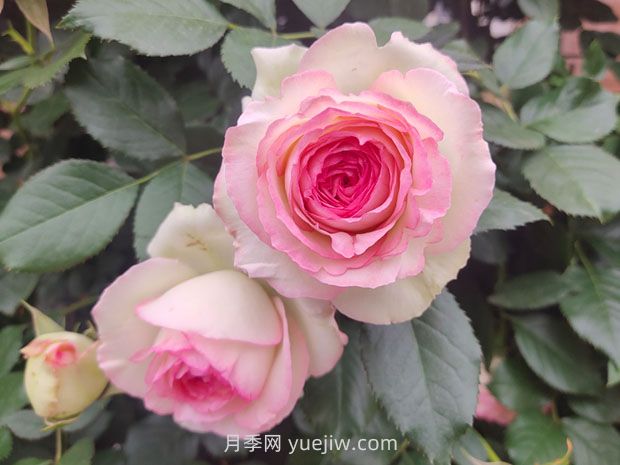 薔薇和藤蔓月季的區(qū)別？(圖1)