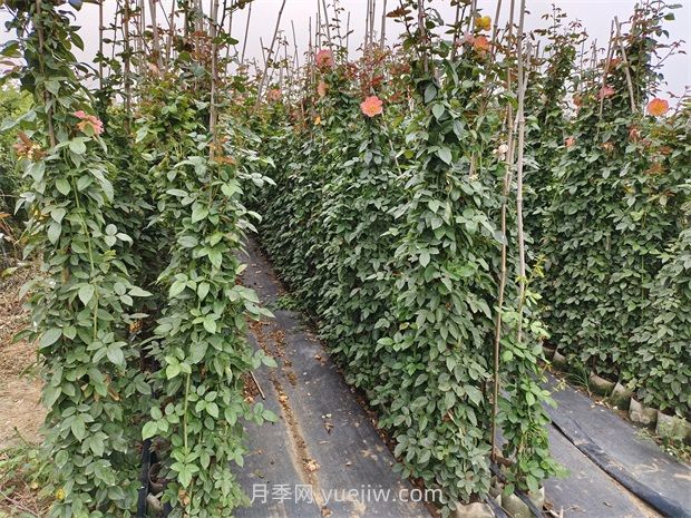 藤蔓月季是什么？藤本月季怎么養(yǎng)護？(圖2)