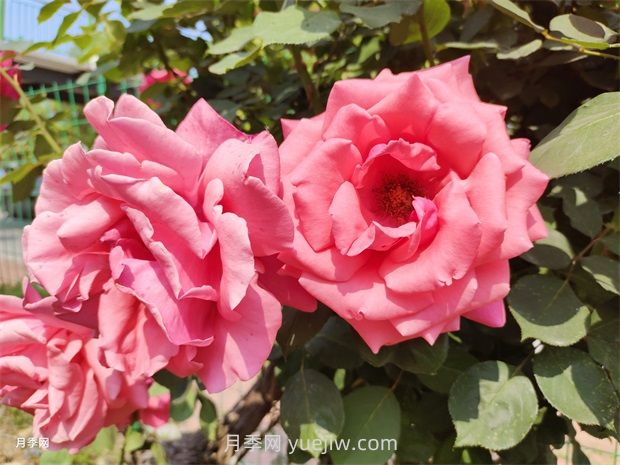 1.5萬株大花月季盛開，煙臺(tái)鮮花大道浪漫上線(圖1)