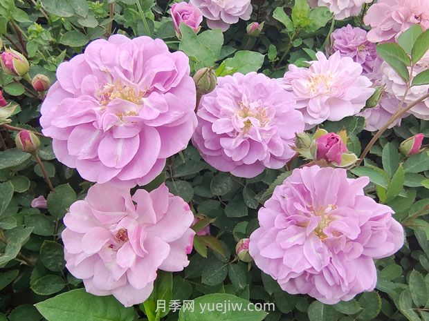 藍色陰雨月季的優(yōu)缺點是什么？有哪些？藍色陰雨月季生長條件？(圖1)