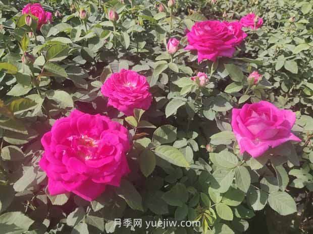 月季白粉病是什么原因造成的？(圖1)