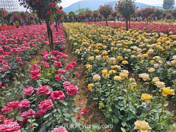 月季花的第二次開(kāi)花：如何讓花長(zhǎng)得更好？(圖1)