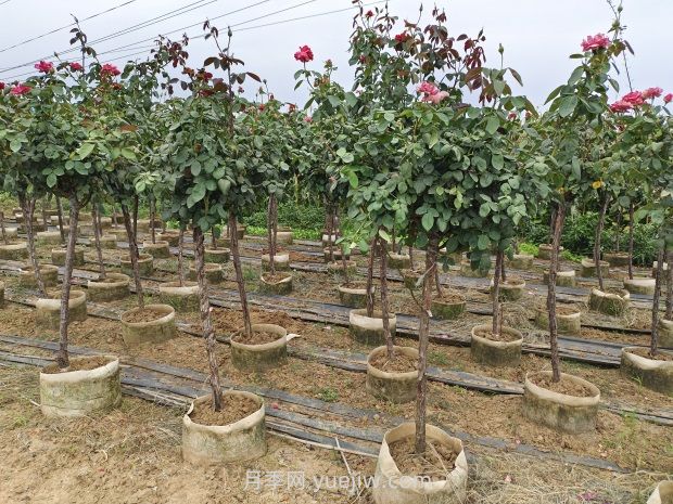 造成樹狀月季不開花的因素有哪些？(圖1)