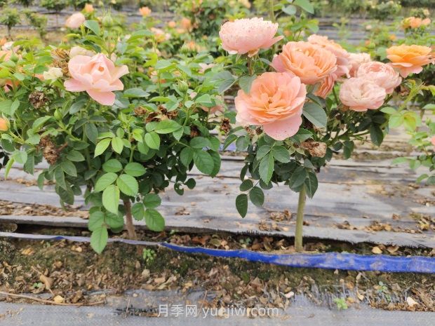 月季花夏天要遮陽嗎？(圖1)
