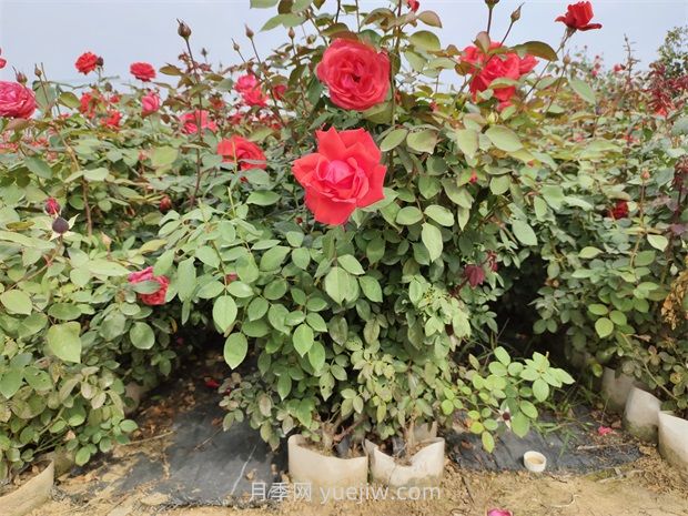 大花月季花可以嫁接培育嗎？(圖1)