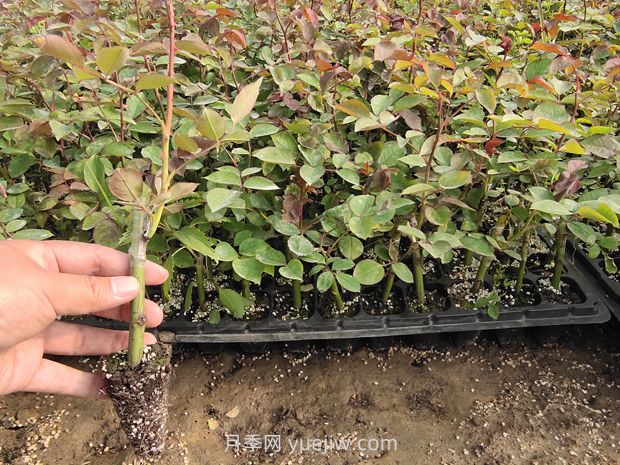大花月季花可以嫁接培育嗎？(圖2)