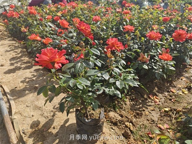月季花怎么養(yǎng)護？(圖1)