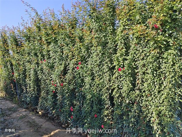 薔薇和藤本月季哪個(gè)比較好養(yǎng)？(圖1)