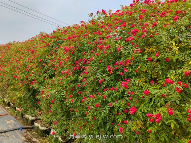 薔薇和藤本月季哪個(gè)比較好養(yǎng)？(圖2)