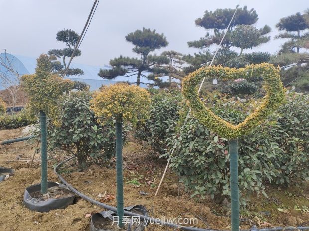 綠化苗木種植怎樣養(yǎng)護？(圖1)