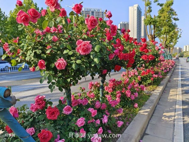 園林植物種植設(shè)計的原則是什么？(圖1)