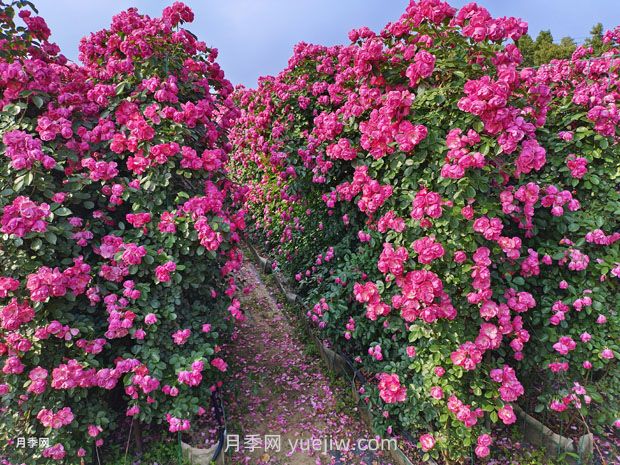 立體綠化的價(jià)值主要體現(xiàn)在哪些方面？(圖1)