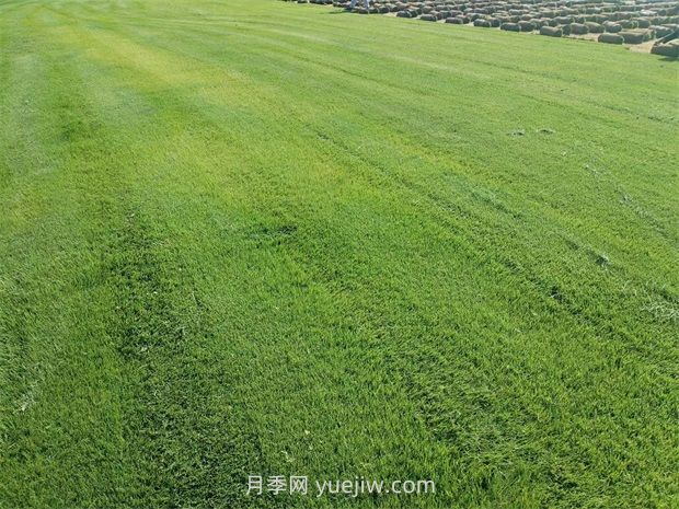 春季草坪養(yǎng)護(hù)注意什么？(圖1)