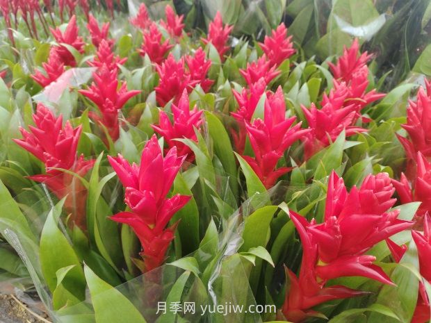 草花在應(yīng)用中預(yù)防早衰的幾點建議(圖1)