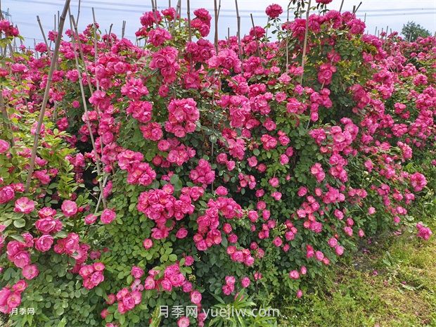 應(yīng)對高溫種月季，夏天苗木種植如何提高成活率？(圖3)