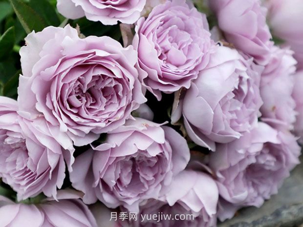 藍(lán)色陰雨月季，花開如瀑的藍(lán)紫色爬藤(圖2)