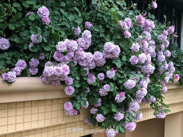 藍(lán)色陰雨月季，花開如瀑的藍(lán)紫色爬藤(圖3)
