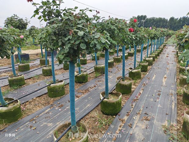 綠籬和苗圃除草那么難，怎么做才能事半功半？(圖1)
