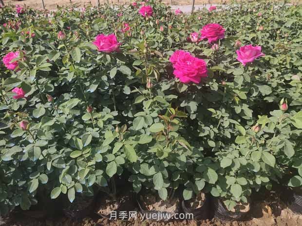 綠籬和苗圃除草那么難，怎么做才能事半功半？(圖2)