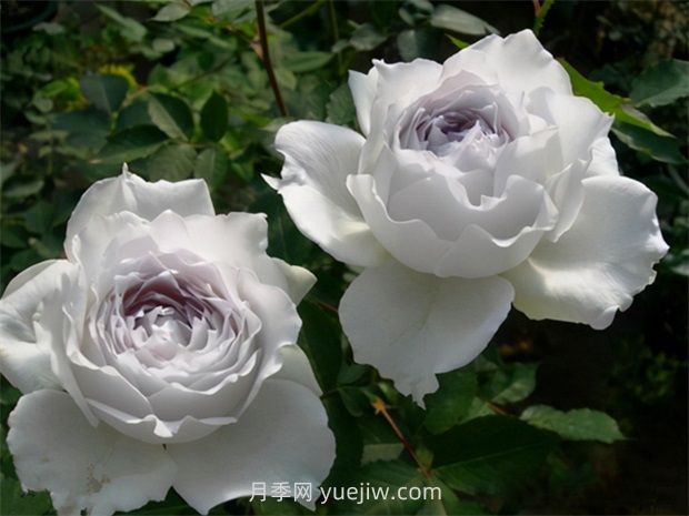 加百列大天使的優(yōu)缺點是什么？(圖1)