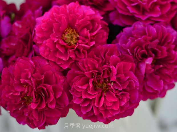 暮光之城月季的優(yōu)缺點(diǎn)是什么？(圖1)