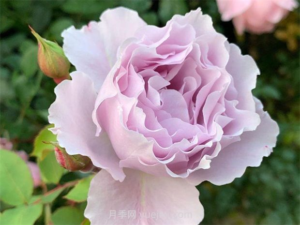 切花蜻蜓月季的優(yōu)缺點(diǎn)是什么？(圖1)