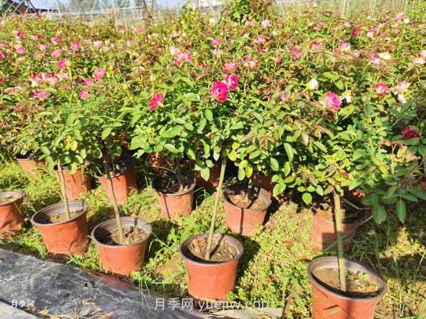 夏季月季管理做好這5點(diǎn)，長(zhǎng)勢(shì)旺盛，秋花更美(圖2)