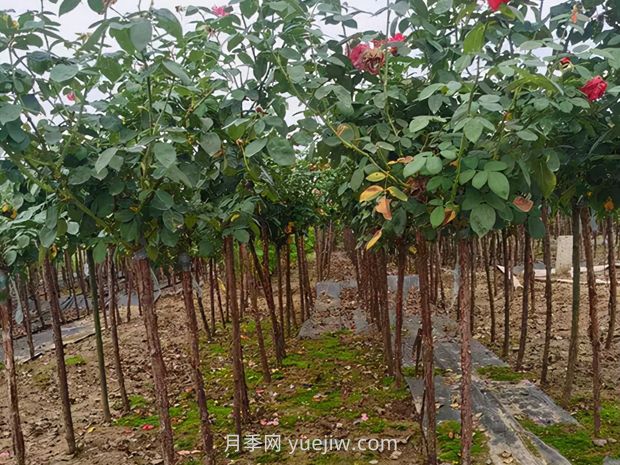 夏季月季管理做好這5點(diǎn)，長(zhǎng)勢(shì)旺盛，秋花更美(圖3)