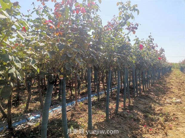 夏天月季施肥注意這3點，否則很容易黑桿(圖1)