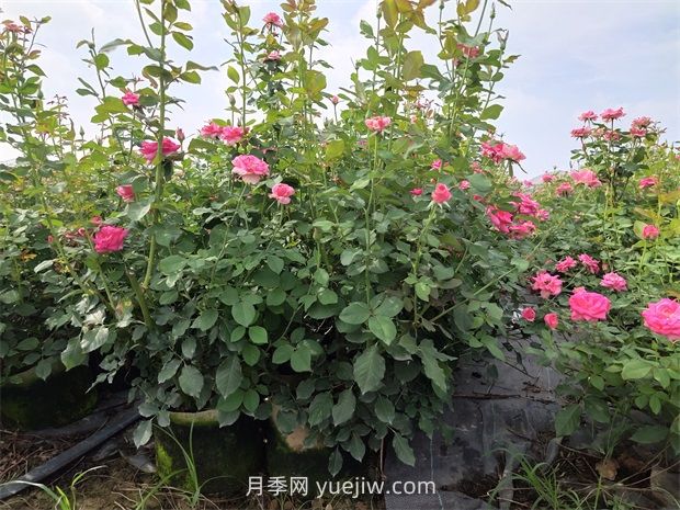 六月份月季花這樣養(yǎng)，下半年才能開(kāi)的更旺(圖1)