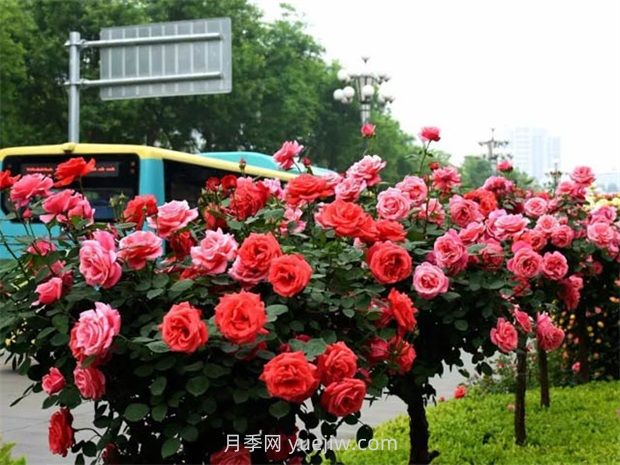 園林景觀樹木布置時(shí)需要注意哪些？(圖2)