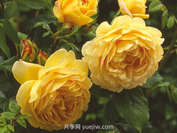 黃金慶典月季的優(yōu)缺點是什么？(圖1)